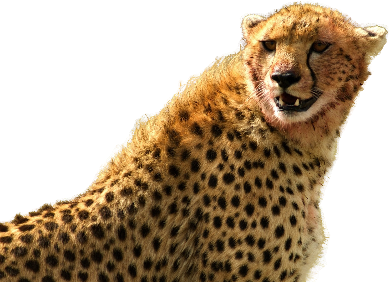 Cheetah Png Transparent Image - Cheetah Png High Resolution, Png Download PNG with transparent background