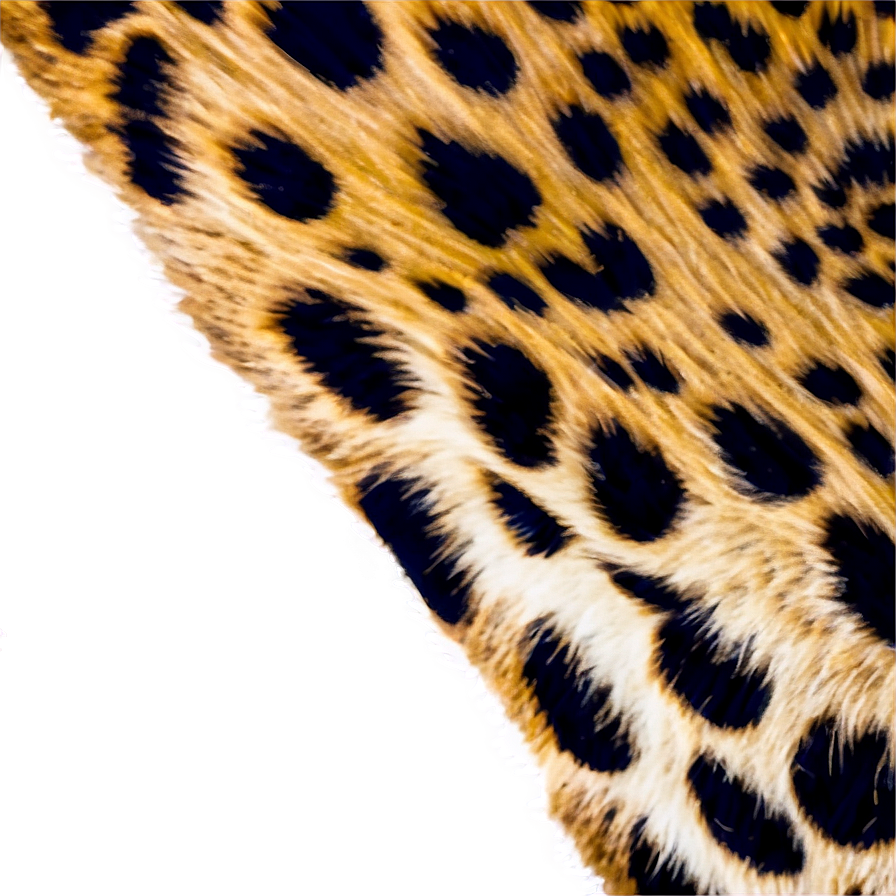 Cheetah Print Detail Shot Png 05232024