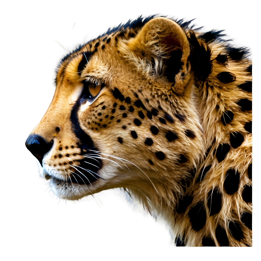 Cheetah Profile Silhouette Png Cne