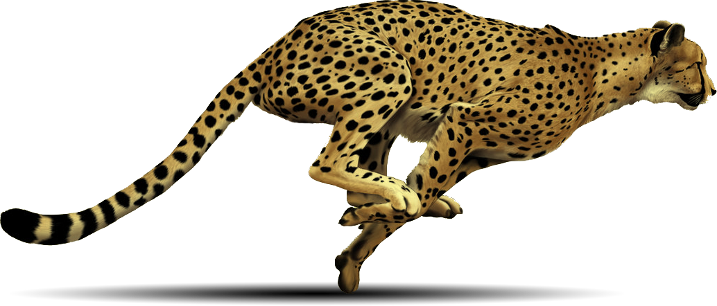 Cheetah Running Transparent Background, HD Png Download PNG with transparent background