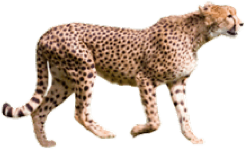 Cheetah Walking Transparent Background