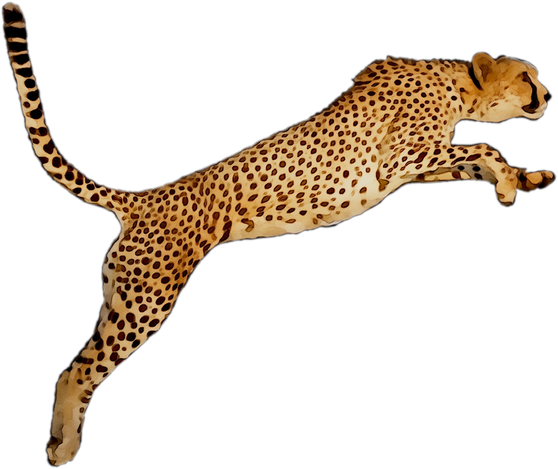 Cheetahin Mid Stride