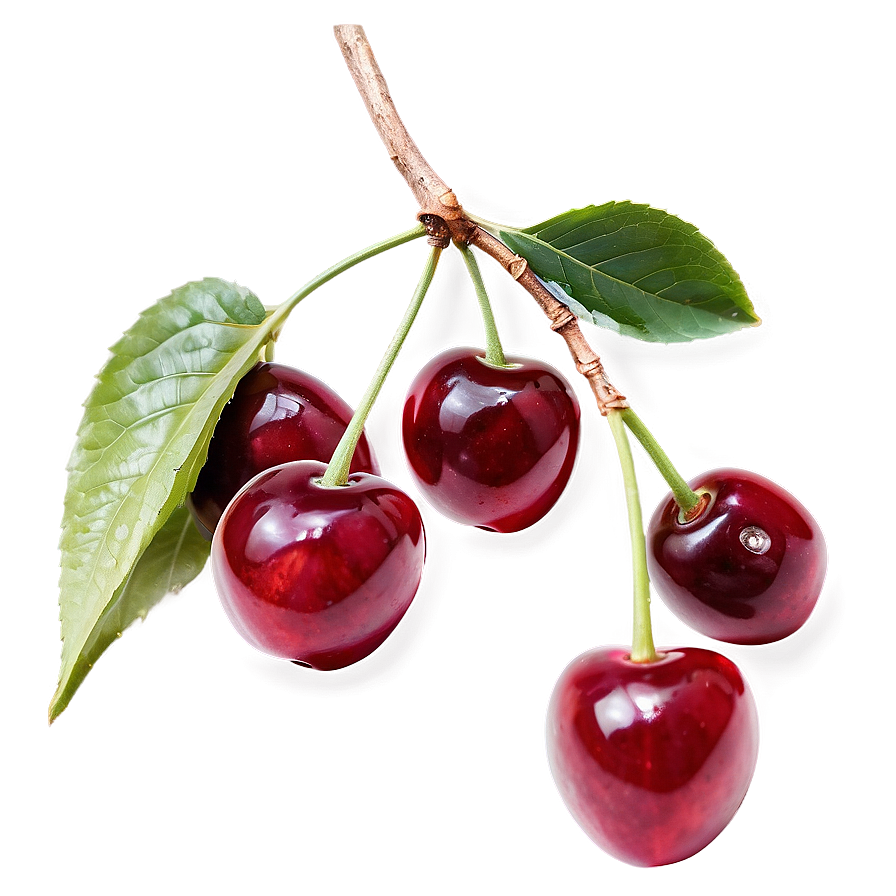 Cherries on Branch PNG 21 PNG with transparent background