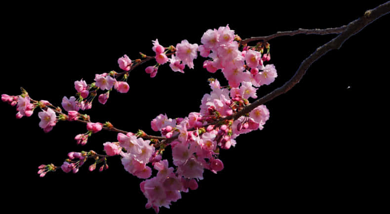 Cherry Blossom Branch Black Background