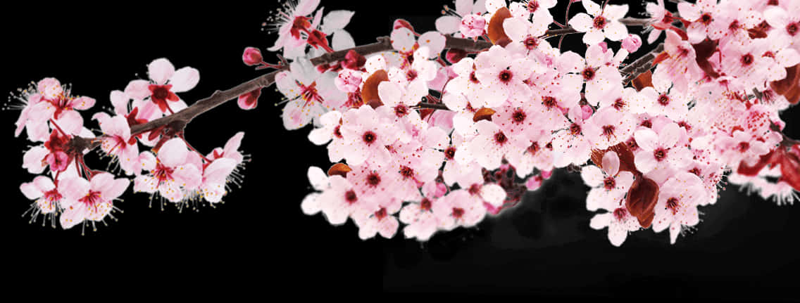 Cherry Blossom Branch Black Background PNG with transparent background
