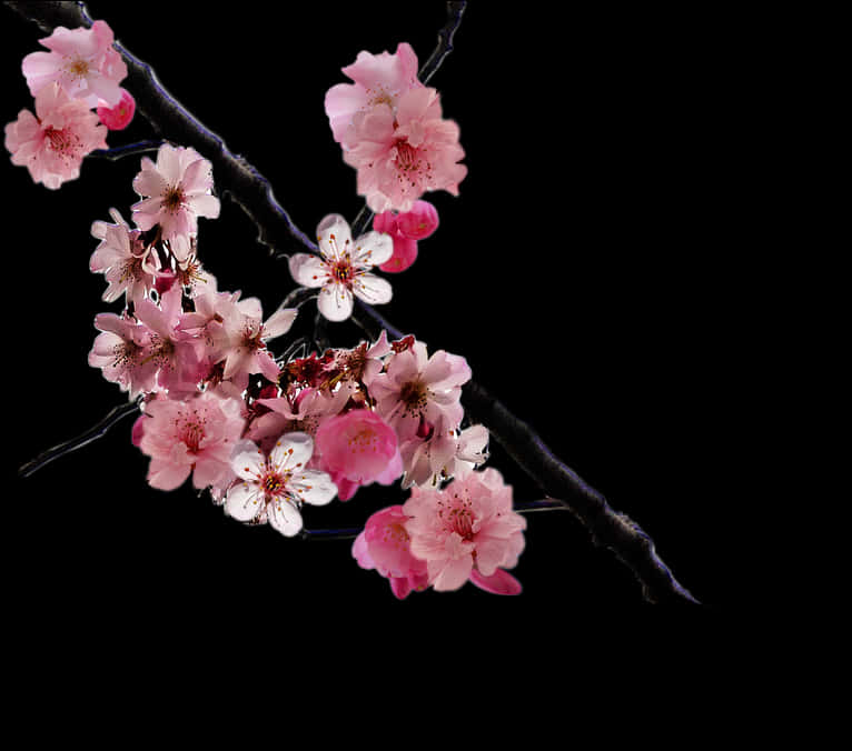 Cherry Blossom Branch Png By Doloresminette - Real Cherry Blossoms Png, Transparent Png