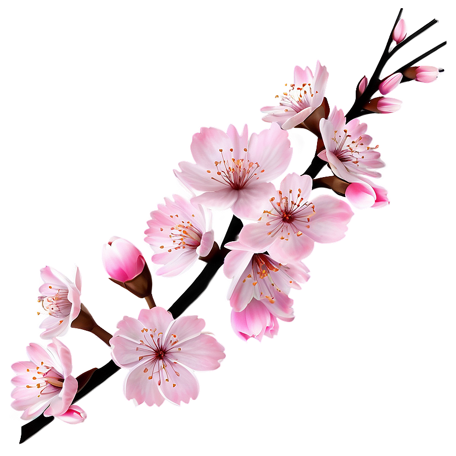 Cherry Blossom Branch Design Png Xiv41