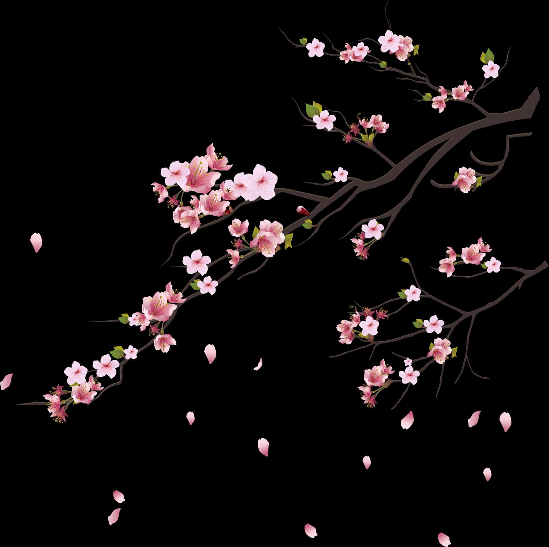 Cherry Blossom Branches Black Background