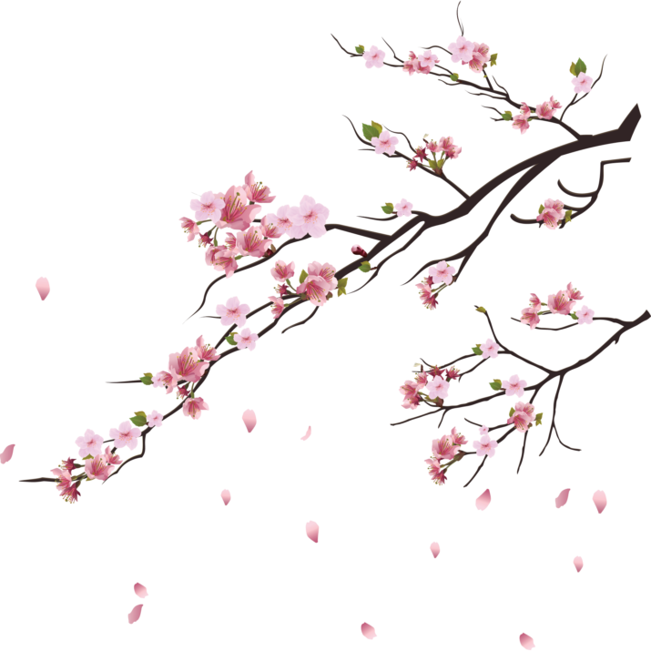 Cherry Blossom Branches Falling Petals