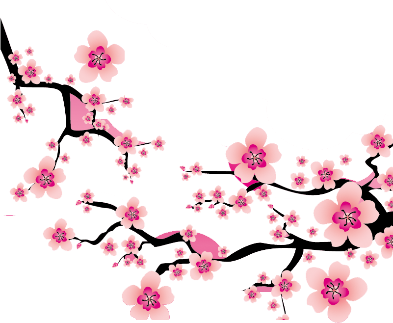 Cherry Blossom Branches Vector