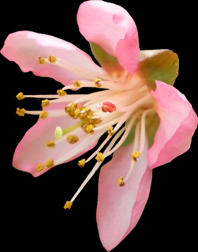 Cherry Blossom Closeup PNG with transparent background