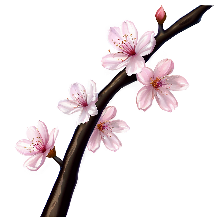 Cherry Blossom Drawing Png Oui60