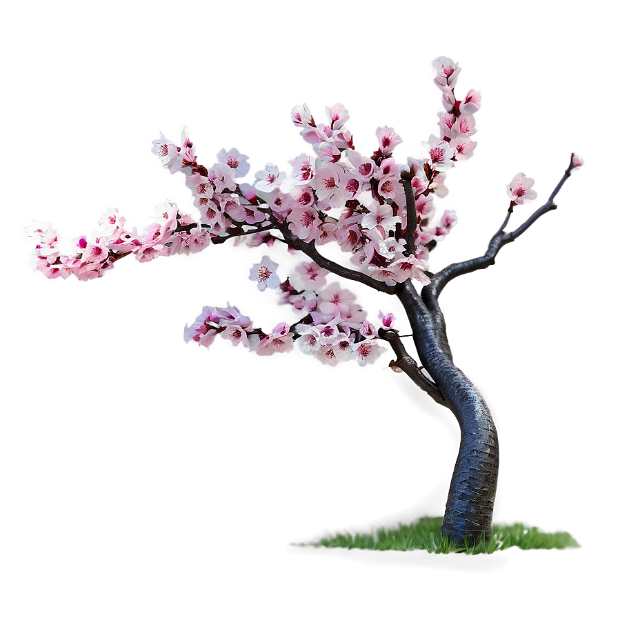 Cherry Blossom Garden Png 17