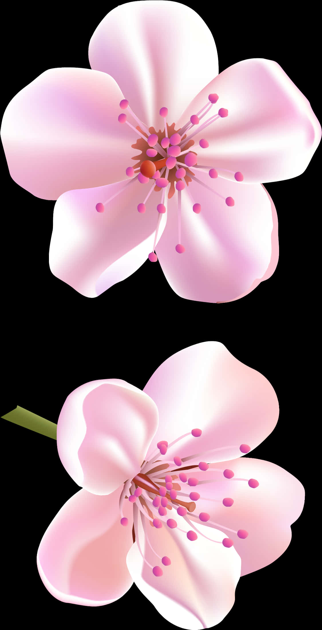 Flower Cherry Blossom Clipart, HD Png Download