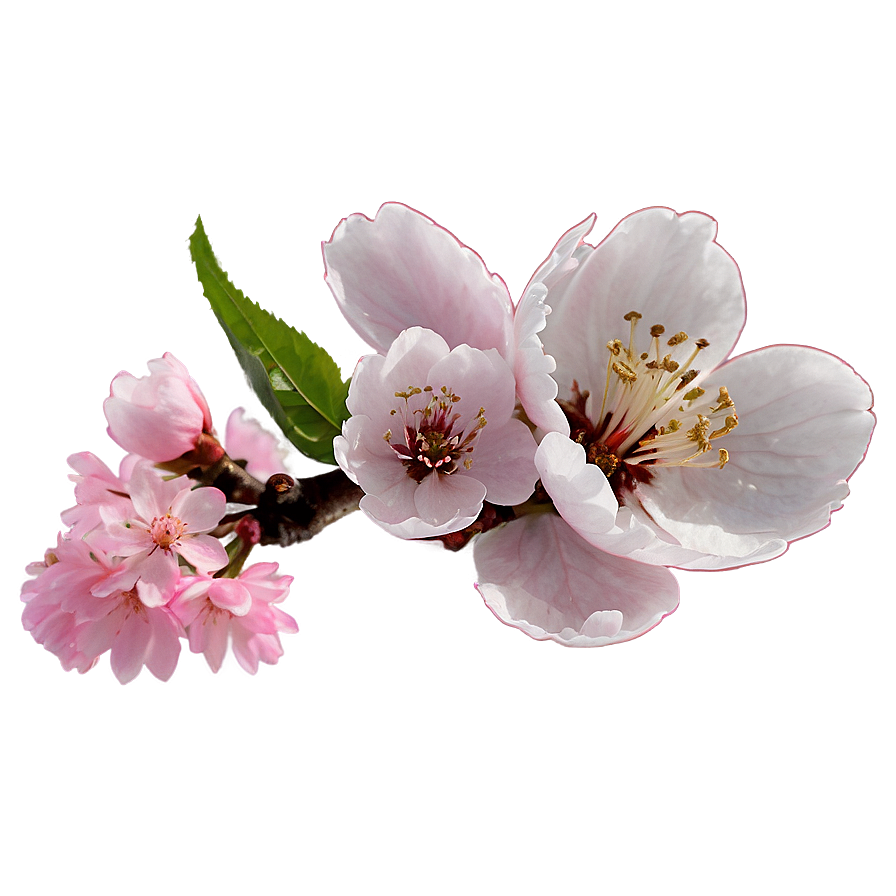 Cherry Blossom Petals Png 67