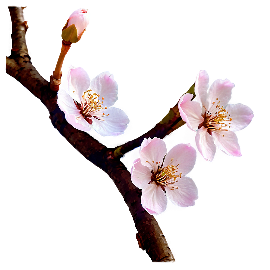 Cherry Blossom PNG lua96 PNG with transparent background