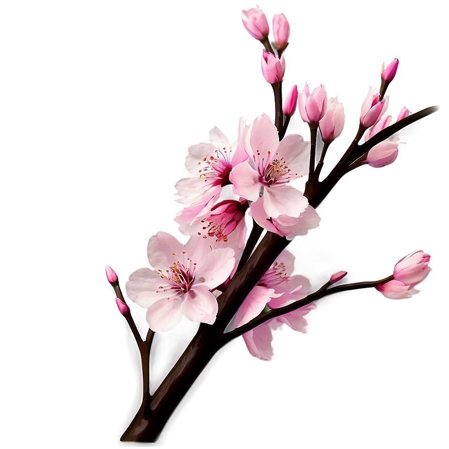 Cherry Blossom Theme Png 90