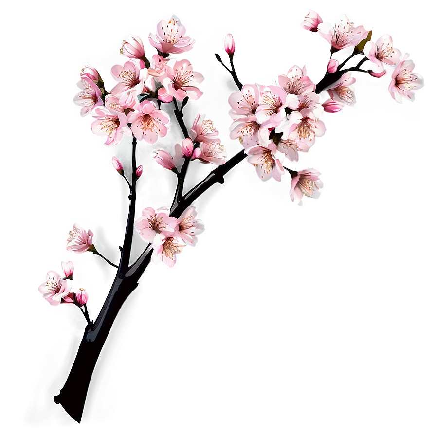 Cherry Blossom Tree Branch Png 05252024