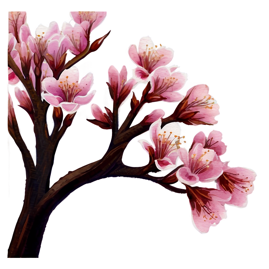 Cherry Blossom Watercolor Painting PNG 05032024 PNG with transparent background