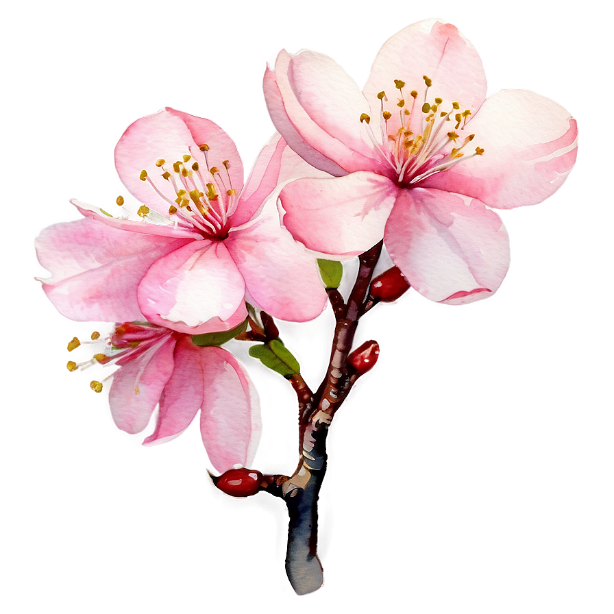 Cherry Blossom Watercolor Painting PNG 19 PNG with transparent background