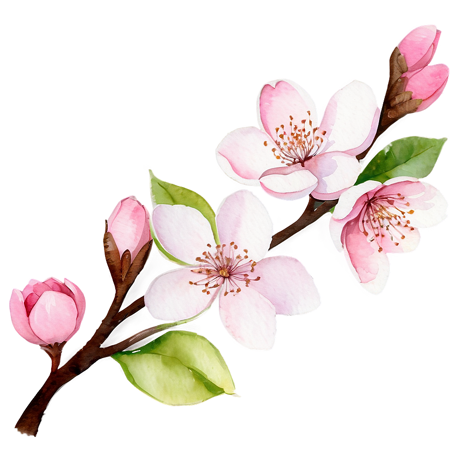 Cherry Blossom Watercolor Painting PNG fqk62 PNG with transparent background