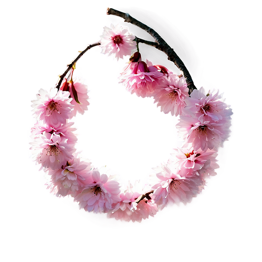 Cherry Blossom With Sun Flare Png 05032024