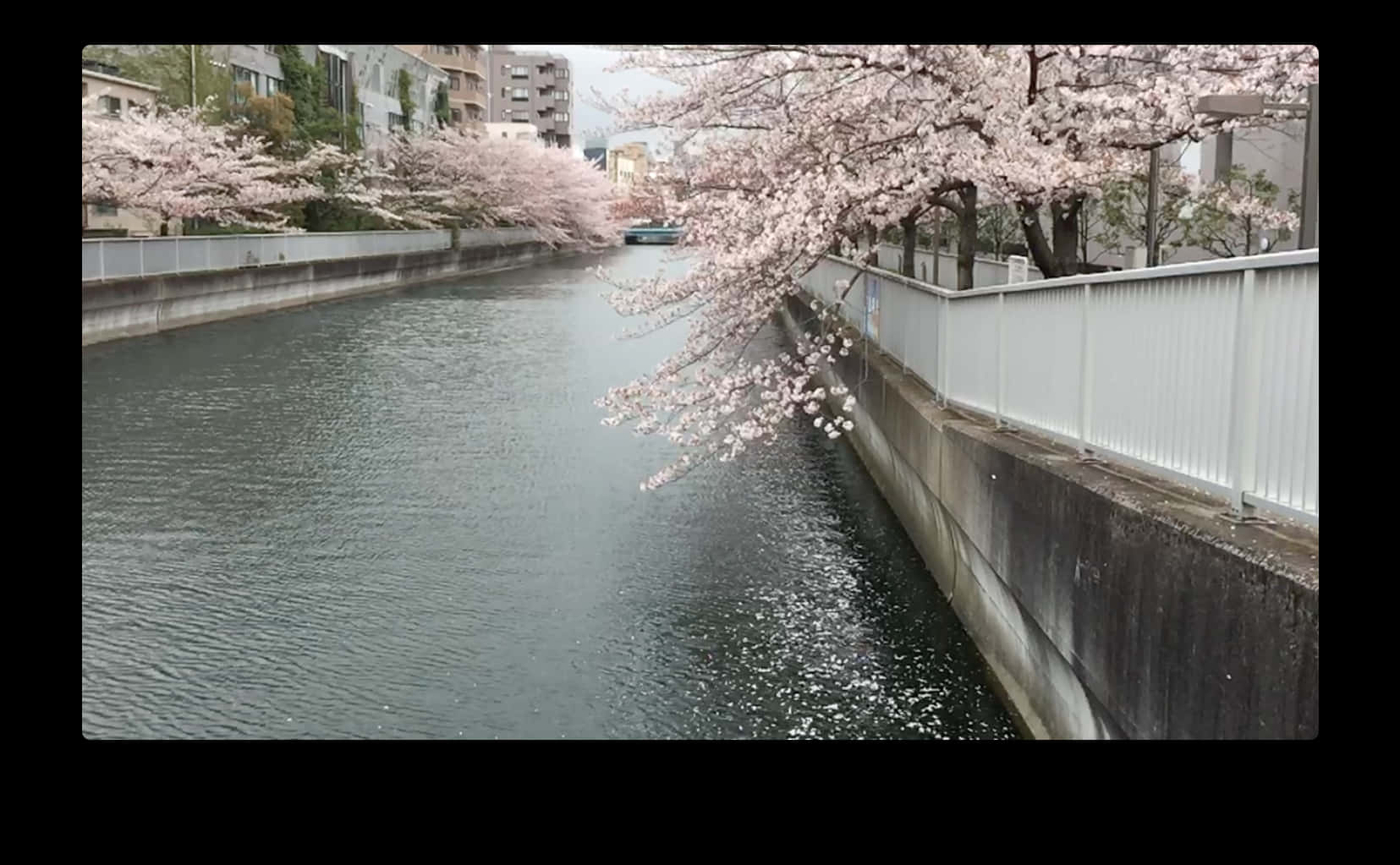 Cherry Blossoms Over River