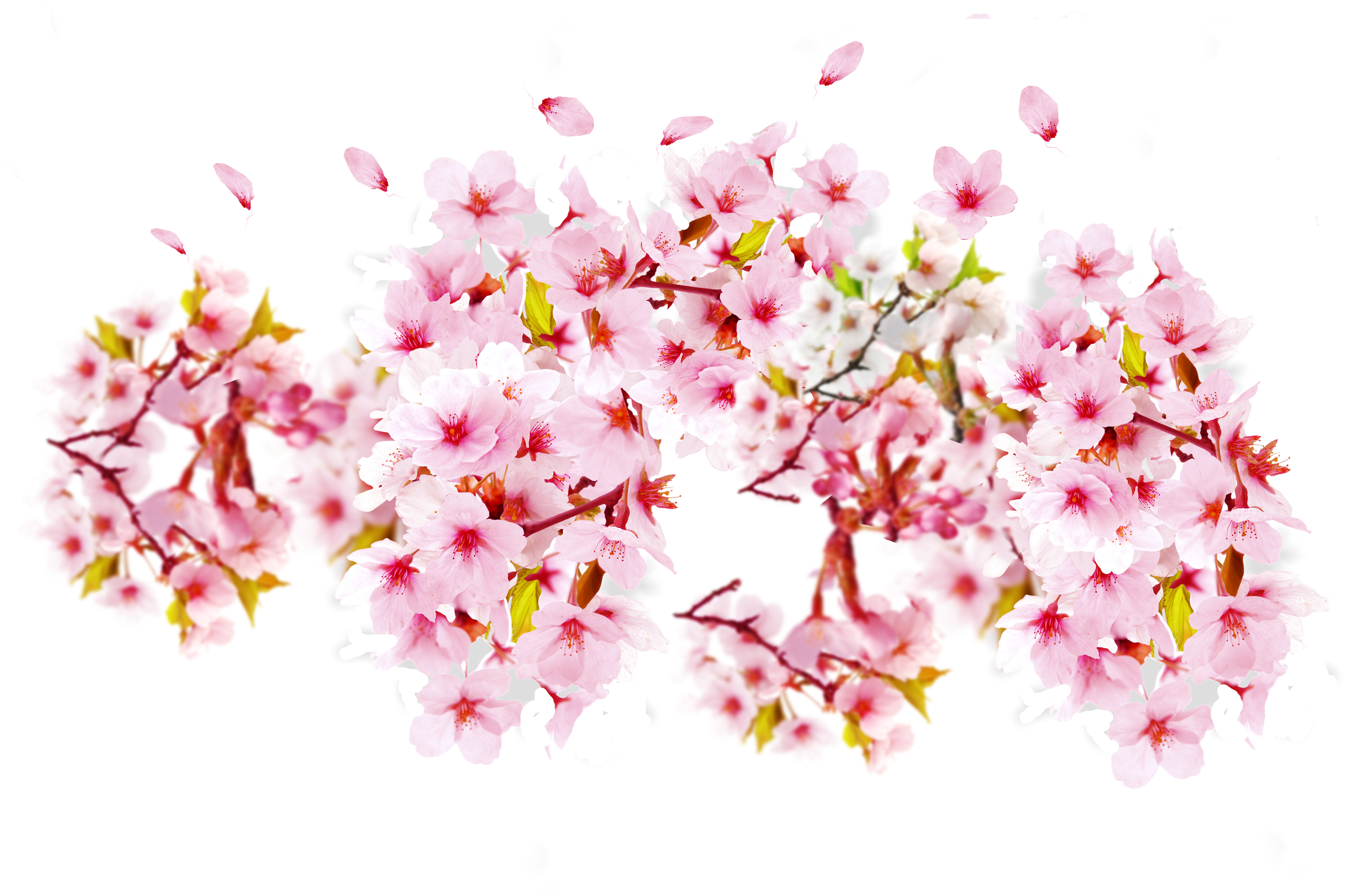 Transparent Cherry Blossom Png - Bunga Sakura Png Transparent, Png Download PNG image with a transparent background, free high-resolution download