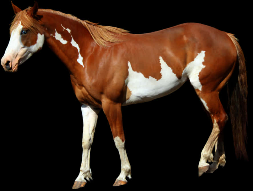 Chestnut Paint Horse Standing