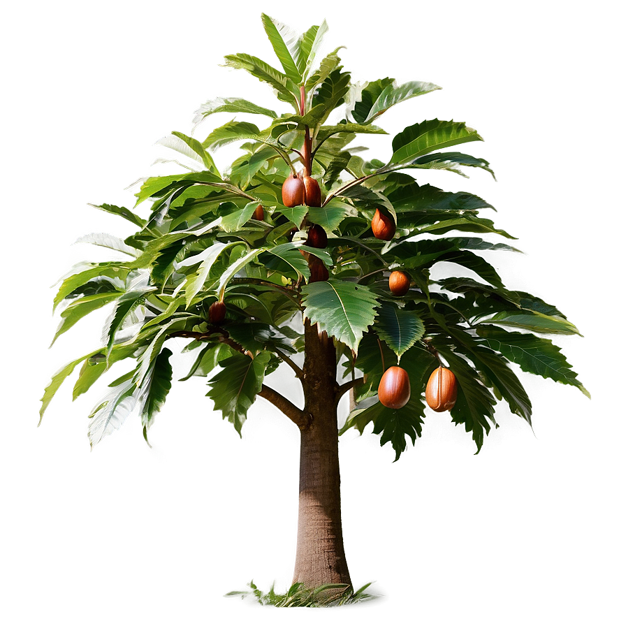 Chestnut Tree Png Bmg71