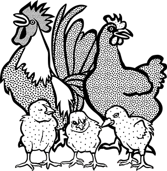 Chicken Family Illustration