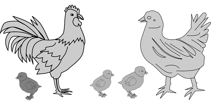 Chicken Family Silhouette PNG with transparent background