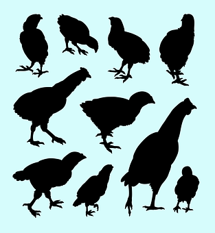 Chicken Silhouettes Collection PNG with transparent background