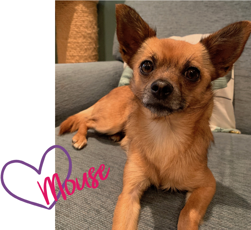 Chihuahua, HD Png Download PNG with transparent background