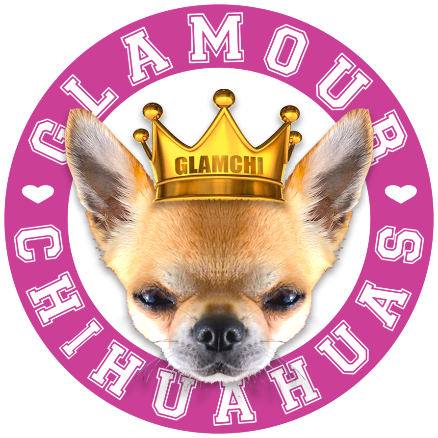 Chihuahua Png, Transparent Png PNG with transparent background