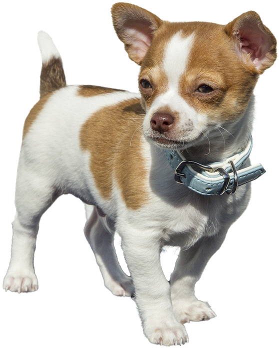 Chihuahua Png, Transparent Png PNG with transparent background