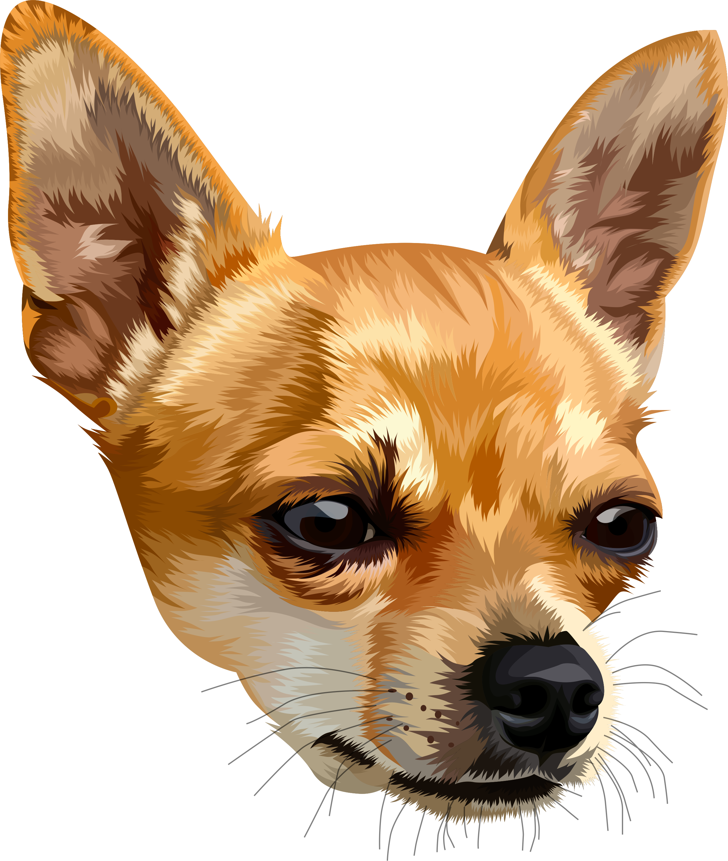 Chihuahua Png, Transparent Png PNG with transparent background