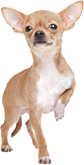 Chihuahua Stehend Von Vorne, HD Png Download PNG with transparent background