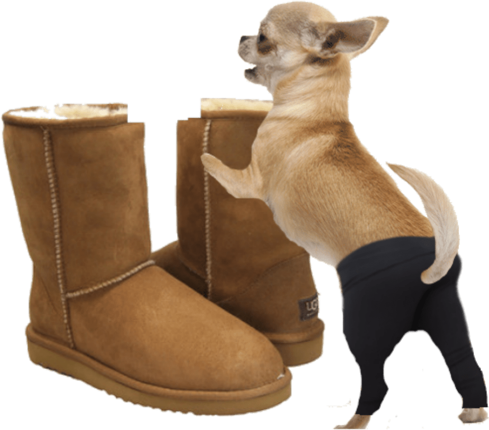 Chihuahuaand Boots