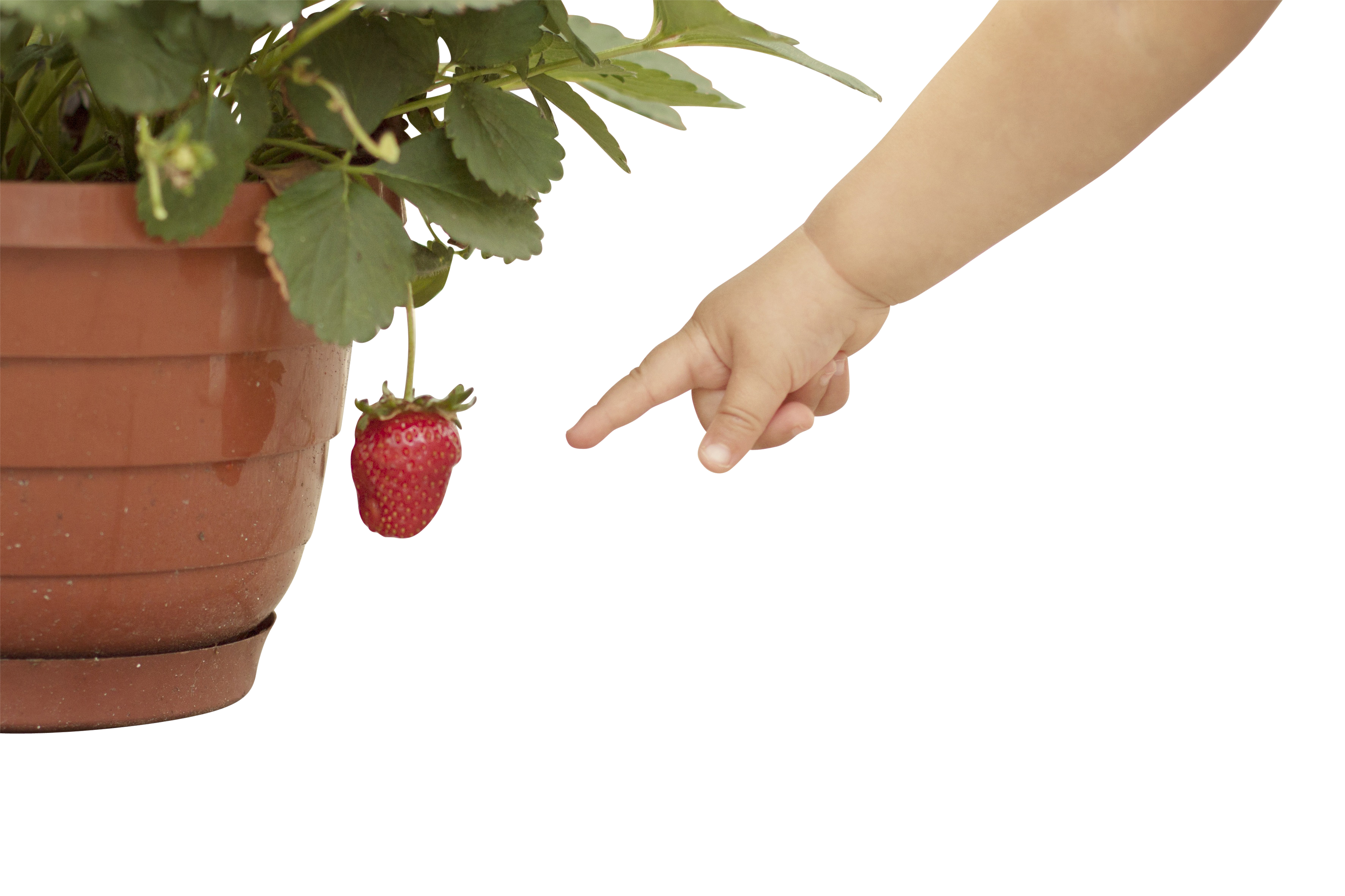 Child Pointingat Strawberry PNG with transparent background