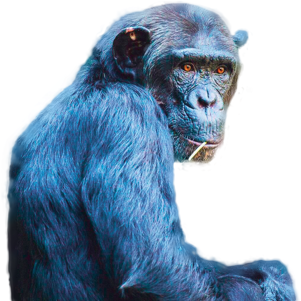 Chimp Cutout - Common Chimpanzee, HD Png Download PNG with transparent background