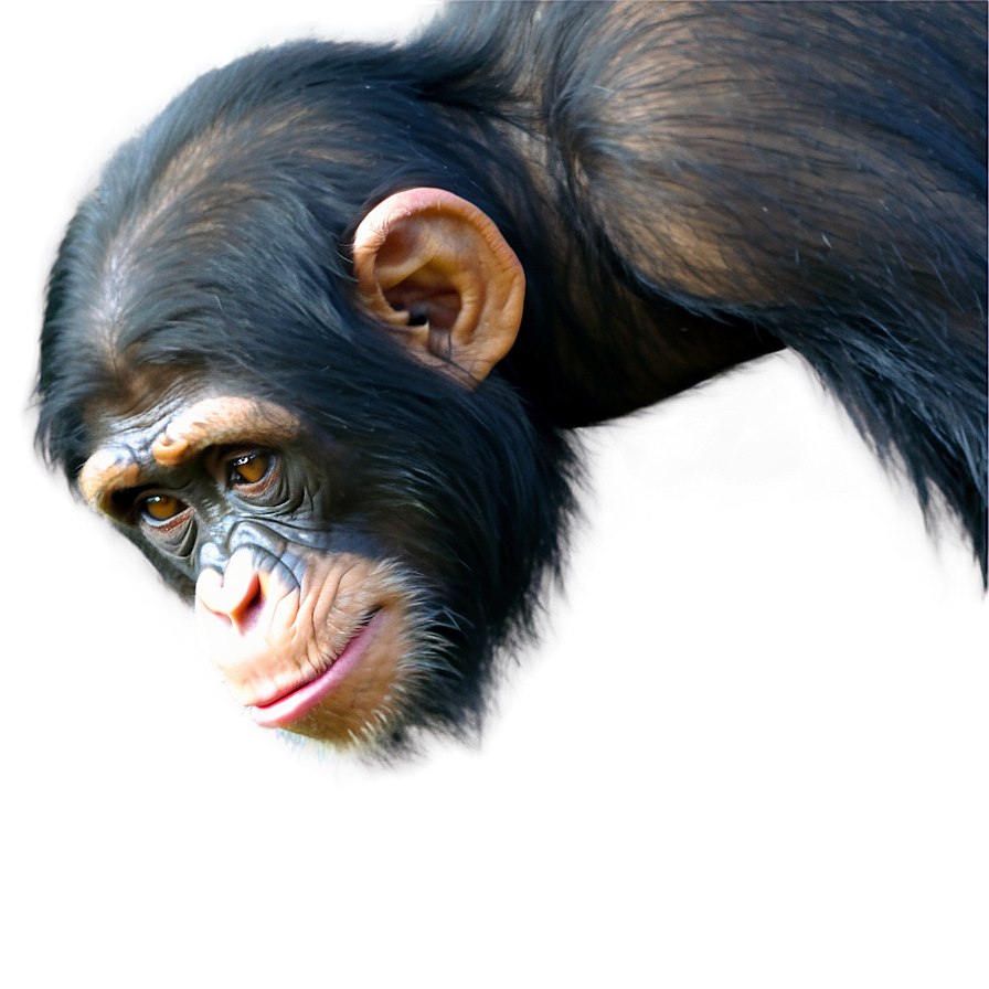 Chimpanzee Observing Surroundings Png 70