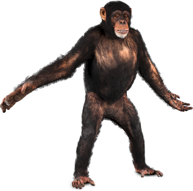 Chimpanzee Png, Transparent Png PNG with transparent background