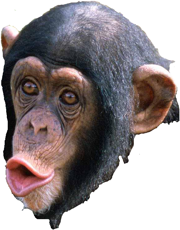 Chimpanzee Portrait Sticking Out Tongue.png