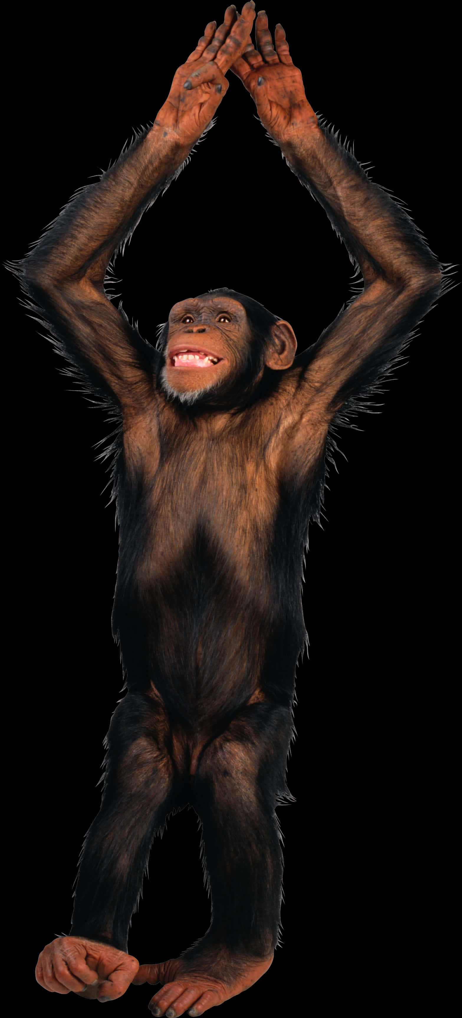 Chimpanzee_ Raising_ Arms