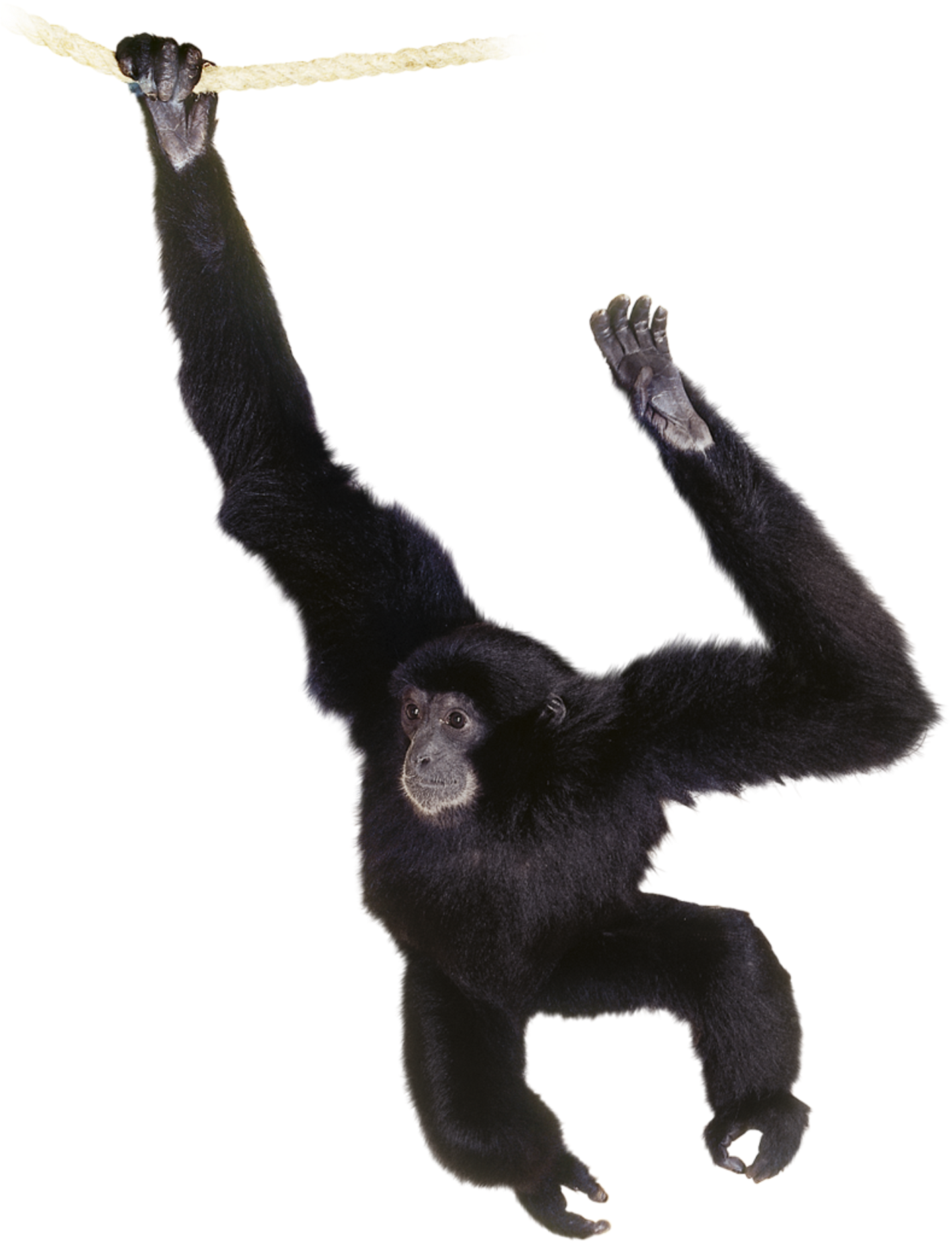 Chimpanzee Swingingon Rope