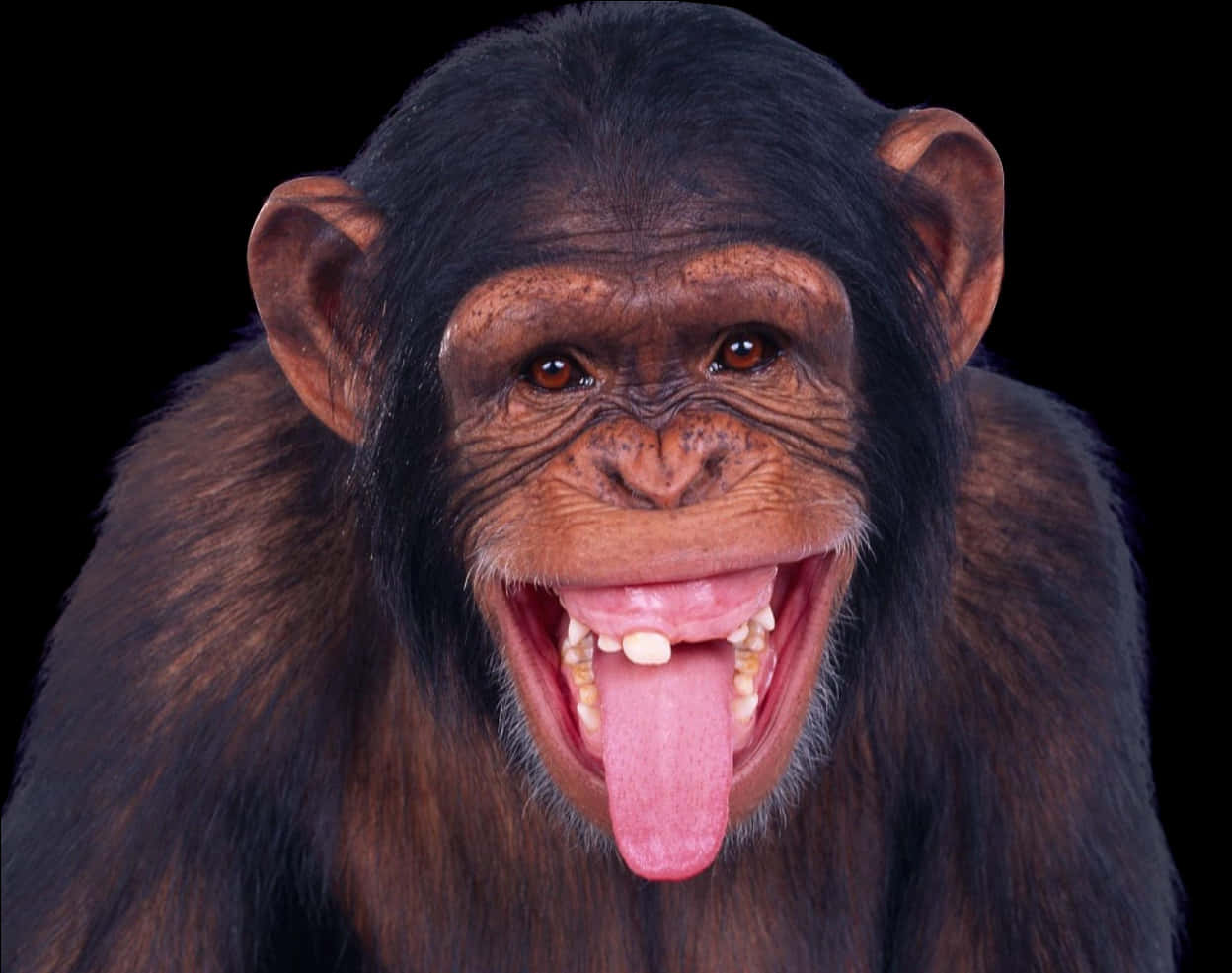 Chimpanzee With Open Mouth