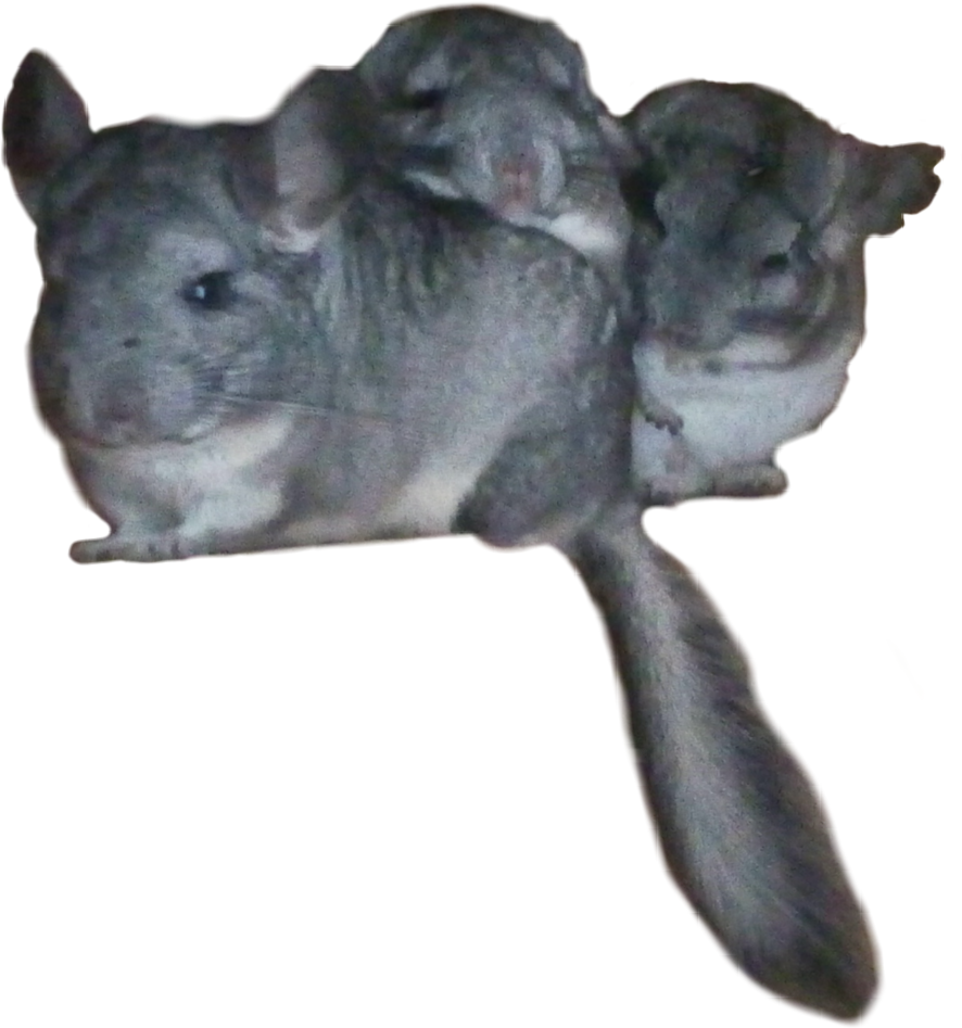 Chinchilla Family Cuddling.png