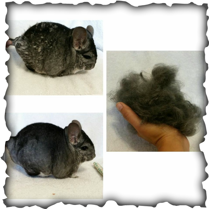 Chinchillaand Fur Comparison