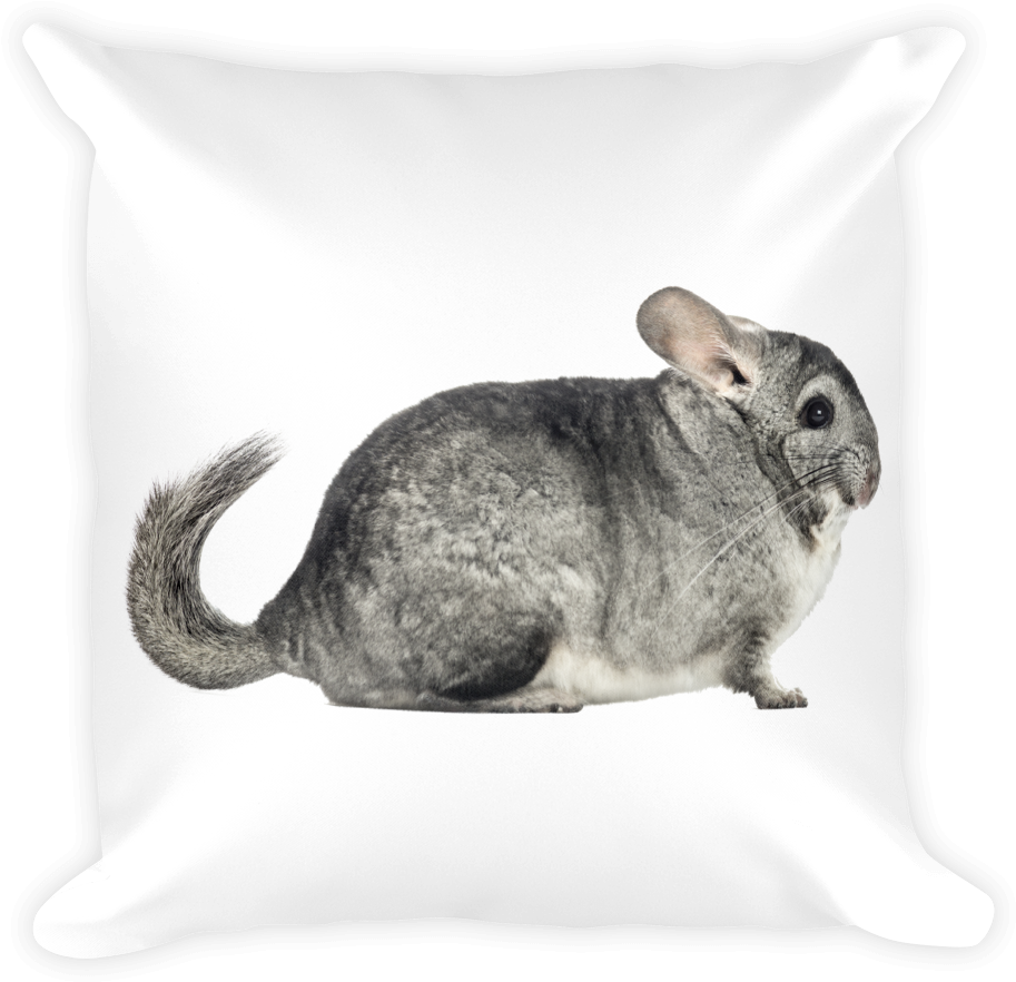 Chinchillaon Cushion.jpg